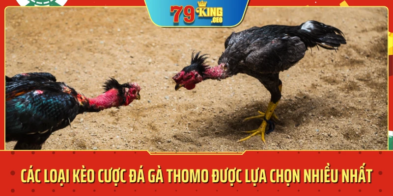 Các loại kèo cược đá gà Thomo được lựa chọn nhiều nhất